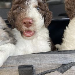 Aussiedoodle and Goldendoodle Puppies from Cuddly Doodles