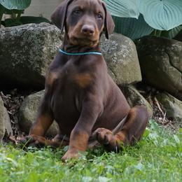 Doberman Pinscher Puppies from Laurel Vail