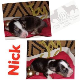Australian Shepherd and Miniature Australian Shepherd Puppies from Donaldson Aussies