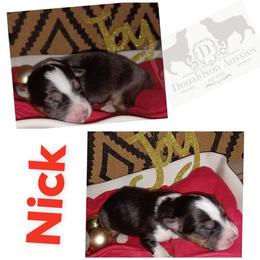 Australian Shepherd and Miniature Australian Shepherd Puppies from Donaldson Aussies