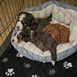 Aussiedoodle and Double Doodle Puppies from Parrish Precious Ones Texas