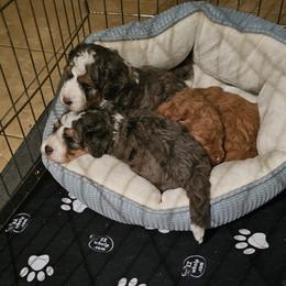 Aussiedoodle and Double Doodle Puppies from Parrish Precious Ones Texas