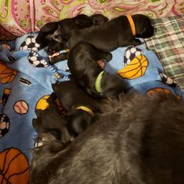 Miniature Schnauzer Puppies from Starbound Miniture Schnauzer's