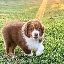 Australian Shepherd Puppies from Gold Hill Aussies