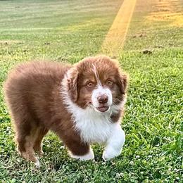 Australian Shepherd Puppies from Gold Hill Aussies