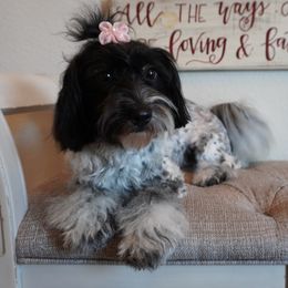 Lulu - Coton de Tulear