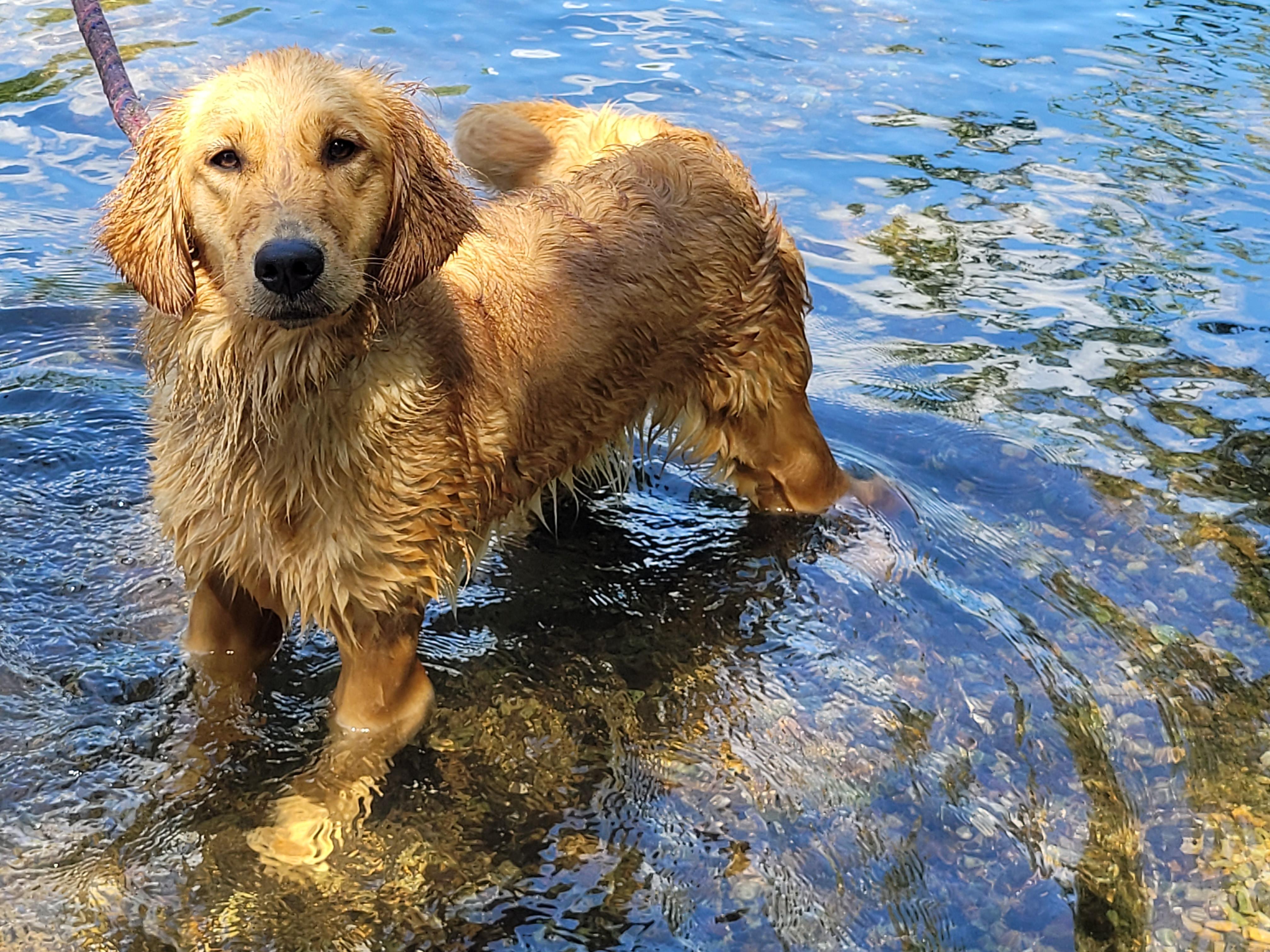 Southern Springs Goldens in Kentucky Golden Retriever puppies Good Dog