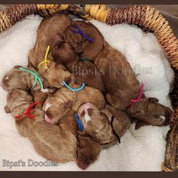 Irish Doodle and Labradoodle Puppies from Bipsi's Doodles