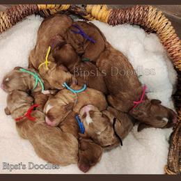 Irish Doodle and Labradoodle Puppies from Bipsi's Doodles