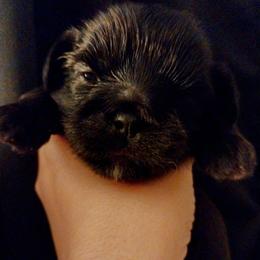 Orso dobie - Chocolate and tan male Shih Tzu puppy in Arcadia, Florida from Kitsune Cuddles and kisses