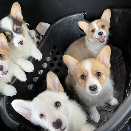 Pembroke Welsh Corgi puppies from JFF Scenic Woodrows Winnie