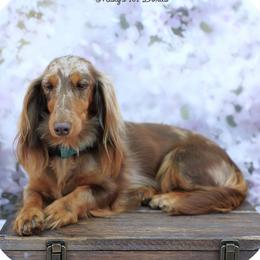 Ray - Dachshund
