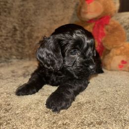 River - Black male Cockapoo puppy in California from Central Valley Scotties