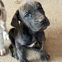 Daydream - Brindle female Great Dane puppy in Jerusalem, Arkansas from Mara Danes