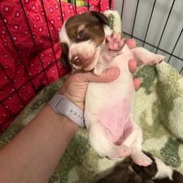 Fawn AKC - Piebald female Dachshund puppy in Erie, Michigan from Champagne’s Grinch Toe’d Dachshunds