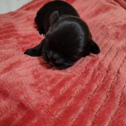 Walter - Black and white male Shih Tzu puppy in Claremore, Oklahoma from Reputable Shih tz Breeders  and Buyers In Oklahoma