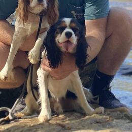 Clayton - Cavalier King Charles Spaniel