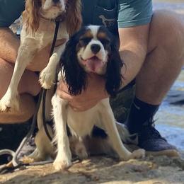 Clayton - Cavalier King Charles Spaniel