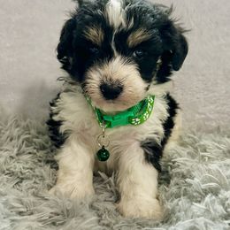 Snickers - Tri-color male Bernedoodle puppy in Lancaster, Missouri from Cavapoo Acres