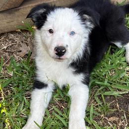 Sua - Black and white female Border Collie puppy in Mckinney, Texas from Border Collies of Ruidoso