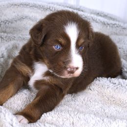 Audrey - Red tri-color female Australian Shepherd puppy in Falcon, Missouri from www.maubachranch.com