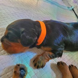 Cavalier King Charles Spaniel Puppies from Gigi's Cavalier Puppies