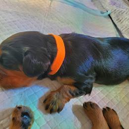 Cavalier King Charles Spaniel Puppies from Gigi's Cavalier Puppies