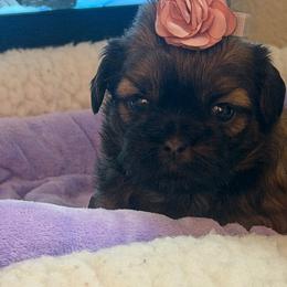 Fae - Sable female Shih Tzu puppy in Mesa, Arizona from House of Zen Shihtzus