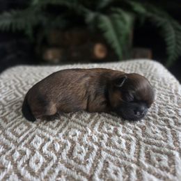 Boy 3 - Brindle male Shih Tzu puppy in Smithville, Georgia from The Luckie Puppy