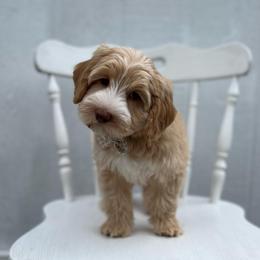 Cove - Caramel female Australian Labradoodle puppy in Belding, Michigan from Rutu Australian Labradoodles