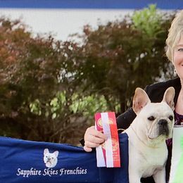 French Bulldogs from Sapphire Skies French Bulldogs