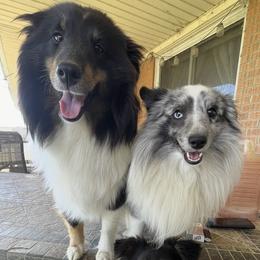 Shetland Sheepdog puppies from Buckeye Shelties