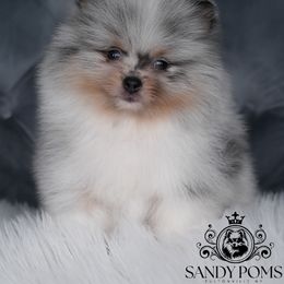 Sterling - Blue merle male Pomeranian puppy in Fultonville, New York from Sandy Aussies & Pomeranians