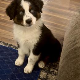 Anchor - Black tri-color male Australian Shepherd puppy in Niles, Michigan from Tara's Australian Shepherds