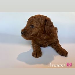 Poodle Puppies from The Sweet Life of a Toy Poodle