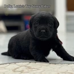 Dolly - Black female Labrador Retriever puppy in Owosso, Michigan from Bennington Retrievers