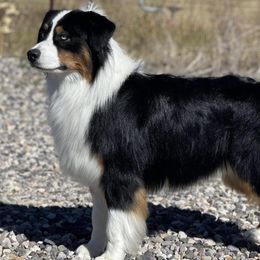 Gendry - Australian Shepherd
