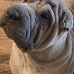 Chinese Shar-Pei from Ruff-Cut Chinese Shar-Pei