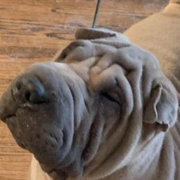 Chinese Shar-Pei from Ruff-Cut Chinese Shar-Pei