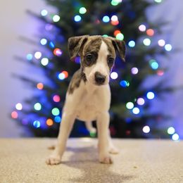 Olympia - White and fawn brindle female Whippet puppy in Atlanta, Georgia from Sinaj