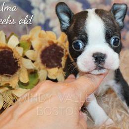 Female 1-Uma - Seal and white female Boston Terrier puppy in North Central, Vermont from Windy Valley’s Bostons