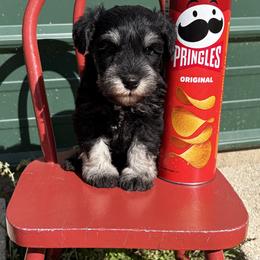 No collar - Black and silver male Miniature Schnauzer puppy in Garrison, Texas from RNH Schnauzers