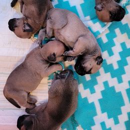 Bullmastiff Puppies from Sunny Beach Bullmastiffs