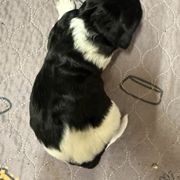 Loretta - female Newfypoo puppy in San Antonio, Texas from Mammoth Doodles