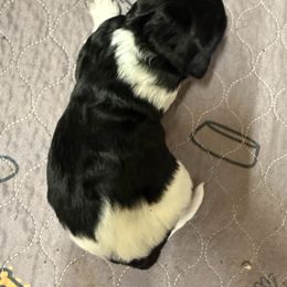 Loretta - female Newfypoo puppy in San Antonio, Texas from Mammoth Doodles
