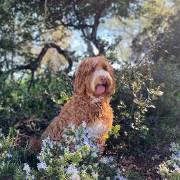 Lady Lee - Australian Labradoodle