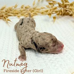 Nutmeg - Merle female Goldendoodle puppy in Livermore, Colorado from Heritage Hills Family Doodles
