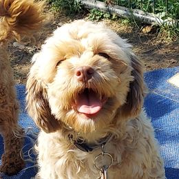Frappe - Shihpoo
