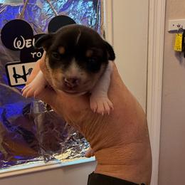 Ruby female 1 - White black and tan female Toy Fox Terrier puppy in Clermont, Florida from Debbie Hiles's Toy Fox Terriers