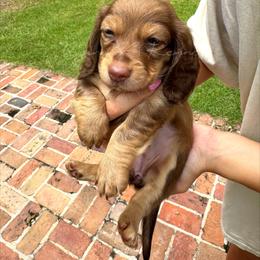 Finley - Chocolate and tan female Dachshund puppy in Quitman, Mississippi from S-and-A Kennels